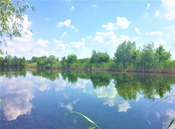 Минприроды: В Ростовской области нет водоемов с чистой водой