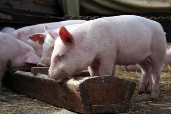 Ученые впервые пересадили свиньям «лабораторные» легкие
