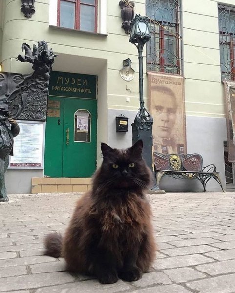 «Булгаковский дом» купит коту Бегемоту ошейник с GPS