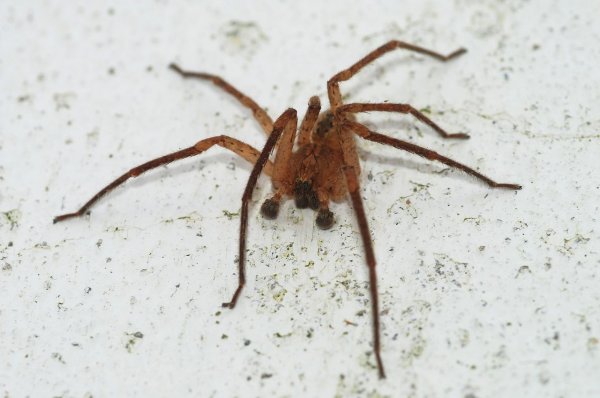 Опасные ядовитые пауки наступают на Ростовскую область