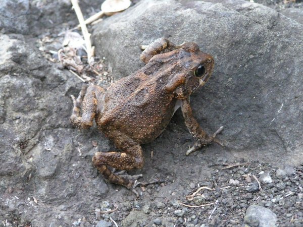 Глухая и морозостойкая: В Ангольских горах нашли новый вид африканской карликовой жабы