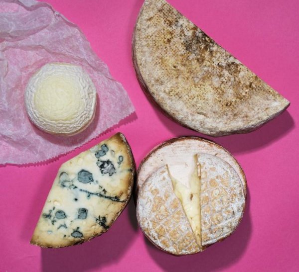 Учёные: Сыр с плесенью поможет совершить прорыв в медицине