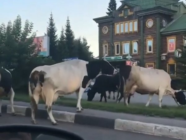 В центре Новокузнецка коровы нарушали ПДД