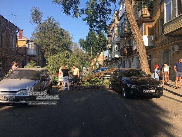 В центре Ростова упало дерево и повредило три иномарки