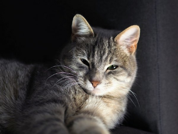 «Защитит от сглаза и порчи»: Житель Кемерово продает кота-экстрасенса за пять миллионов