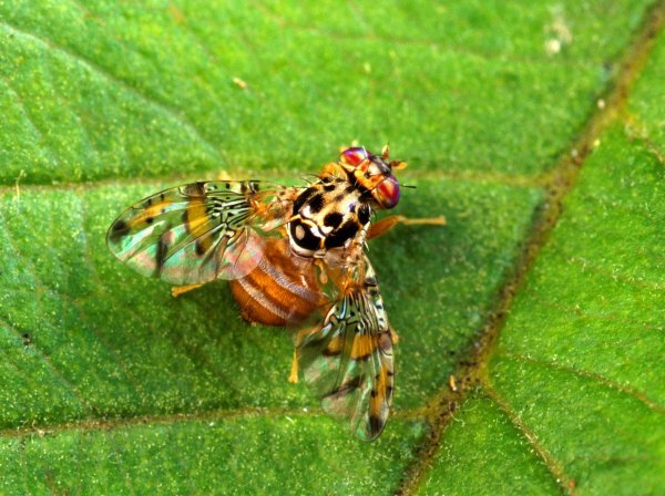 Плодовые мухи способны ориентироваться по солнцу