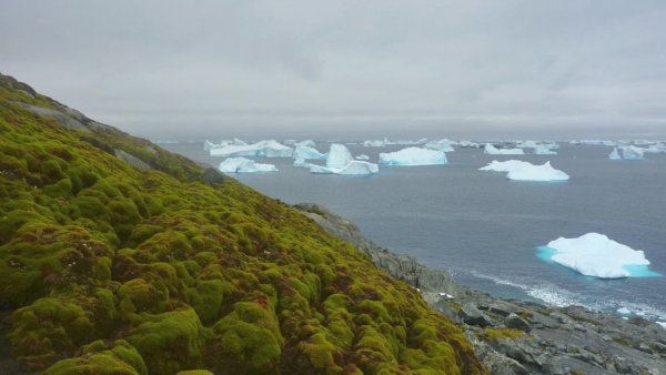 Ученые: Мхи в Антарктиде засохли из-за смены климата