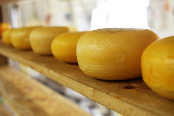 Минсельхоз хочет запретить сыр, сделанный не из молока