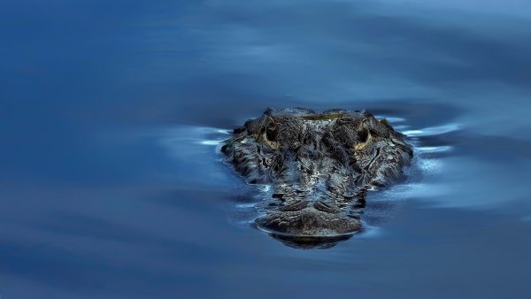 В Анапе выловили из Черного моря детеныша крокодила