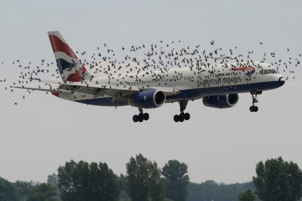 PLoS One: учёные нашли способ спасти самолёты от птиц