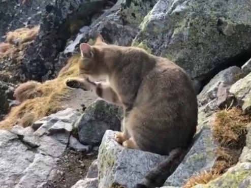На высоте 2500 метров в горах альпинисты обнаружили домашнего кота – видео