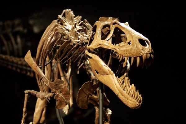 Ученые выяснили причину сохранности костей динозавров