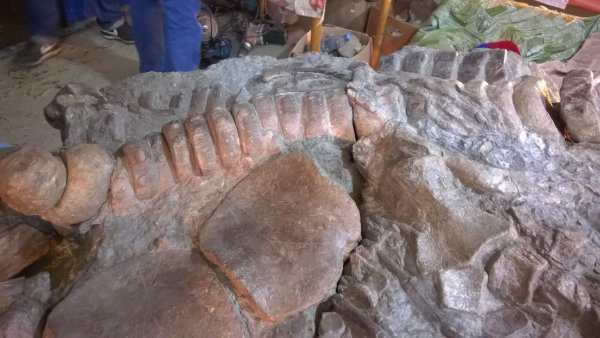Окаменелые останки древнейшего млекопитающего обнаружили в Польше