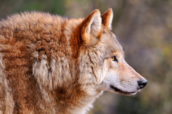 Ученые из США обнаружили ДНК вымерших рыжих волков у таинственных собак