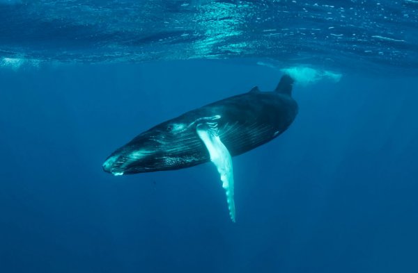 Экологи заметили детеныша исчезающего северного гладкого кита