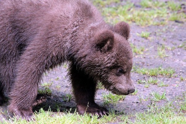 Камчатский медведь Жрун-2 отказался от зимней спячки из-за еды