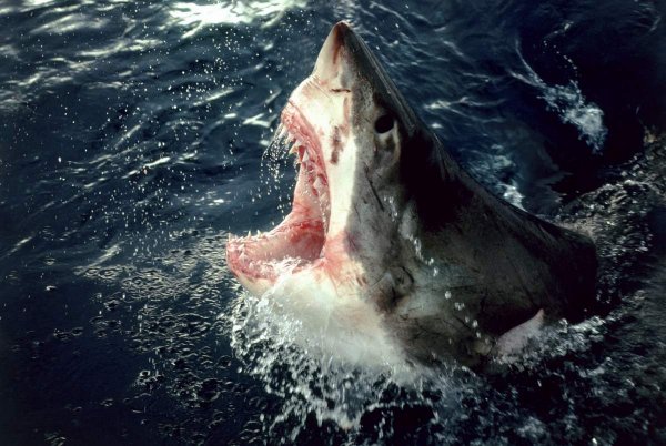 Австралийские исследователи тестируют гидрокостюмы, которые защищают от укусов акул