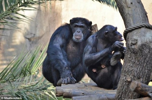 Ученые: Шимпанзе умеют общаться по-человечески