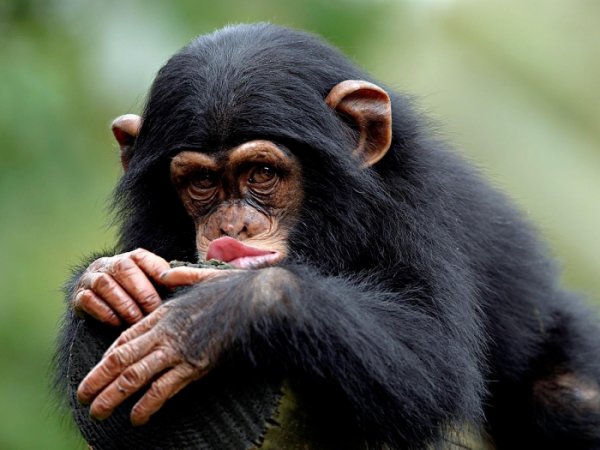 Шимпанзе в присутствии людей меняют свое поведение