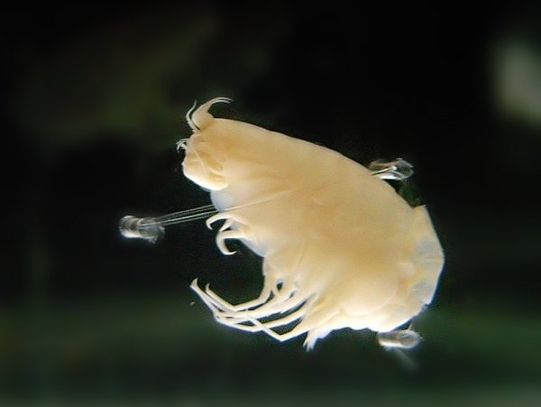 Биологи обнаружили новый вид креветок с «алюминиевым панцирем»