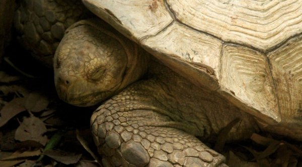 Учёные нашли останки древней черепахи пережившей своих сородичей на 30 миллионов лет