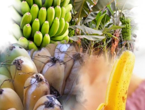 Причина банановой болезни: за 40 лет климат изменился в худшую сторону - учёные