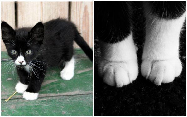 Почему кошки носят «носки» на лапках: Учёные назвали причину необычного окраса животных