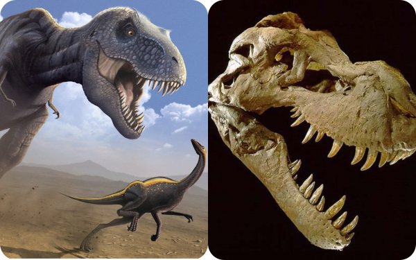 Родственники Ти-Рекса? Учёные идентифицировали останки динозавров, найденные 30 лет назад
