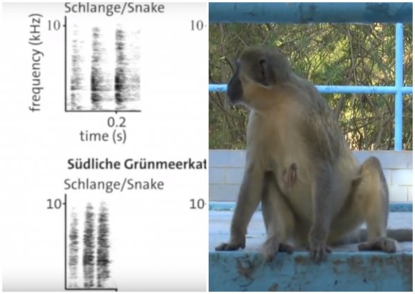 Язык обезьян эволюционировал