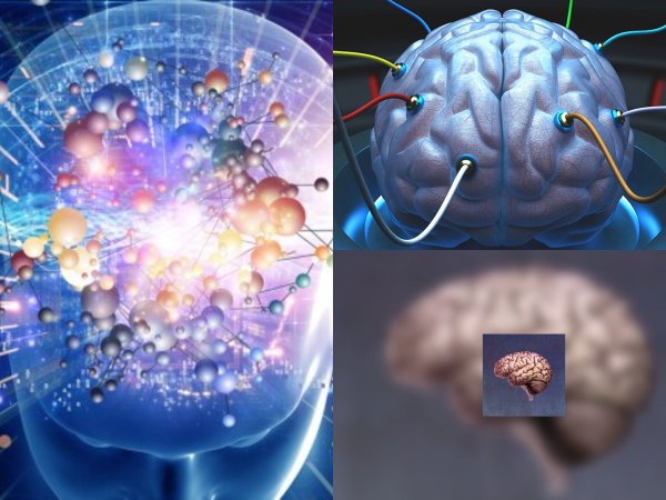 Учёные искусственно вырастили мини-версию человеческого мозга