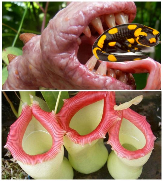 Цветок-убийца: Растение из Канады поедает ящериц – учёные