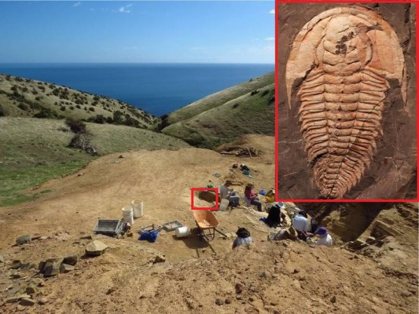 В Австралии найдены останки гигантского трилобита возрастом в 500 млн лет