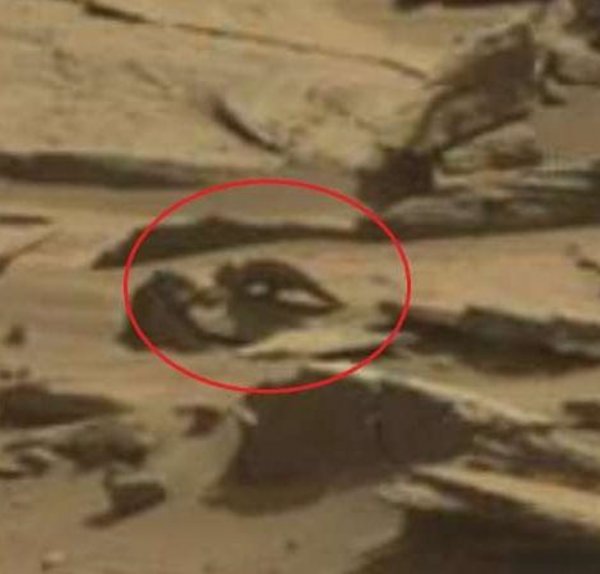 Хакеры раскрыли заговор NASA! В сети появилась фотография живого марсианского динозавра