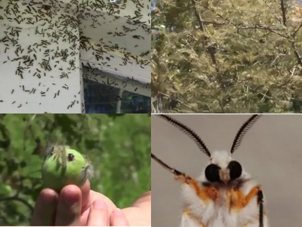 Нибиру применила биологическое оружие: Ядовитые гусеницы пожирают растения и нападают на россиян