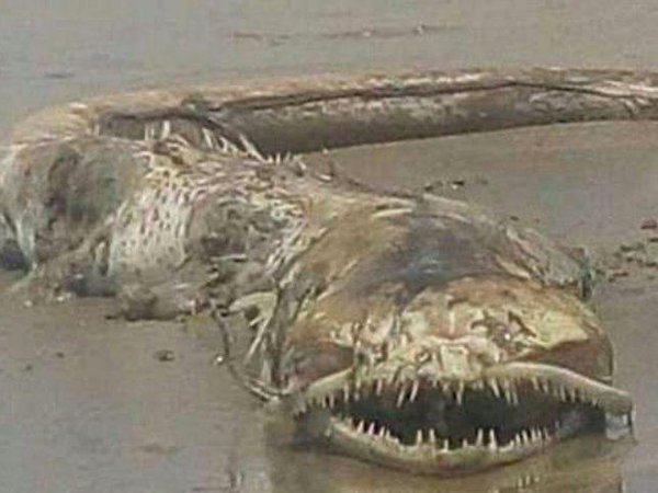 Дракон с Нибиру в Охотском море? Рыбаки поймали червя-потрошителя