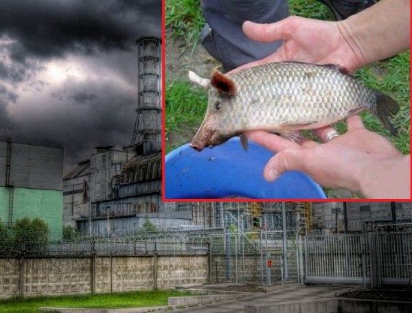 Рыба, мясо и мутант: В Чернобыле выловили чешуйчатого свинозавра