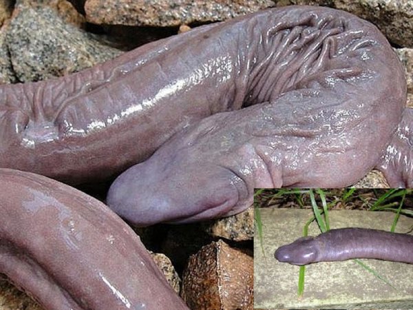 Лунный червь упал в Чёрное море: Слепую 6-метровую тварь нашли в Ялте