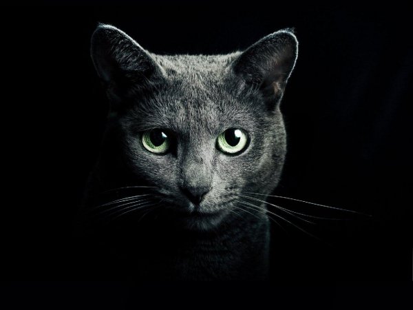 «Страшнее кошки зверя нет!» Доказано, что домашние любимцы порабощают разум хозяев – эксперт