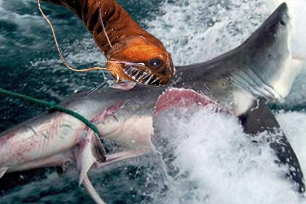 В Приморье засекли мегачервя: 8-метровая тварь атаковала акулу