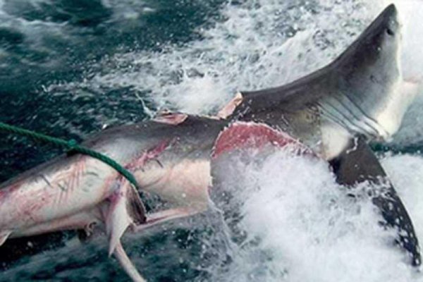 В Приморье засекли мегачервя: 8-метровая тварь атаковала акулу