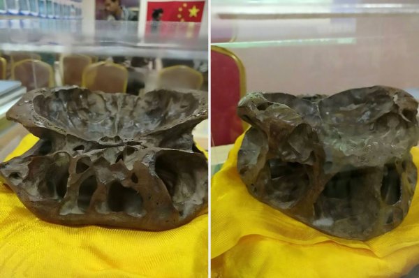 Живой орган с Нибиру. В России нашли настоящий череп инопланетянина