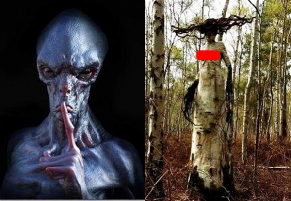Дриада Нибиру: Горгона–мутант найдена в Карелии