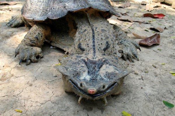 Череподав с Нибиру! Гигантскую черепаху-мутанта засняли в Крыму
