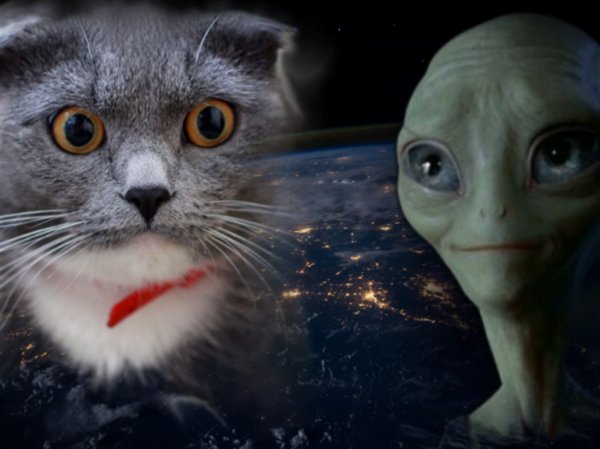 Зоофилы с Планеты Х: Пенсионерка показала оплодотворённого пришельцами кота