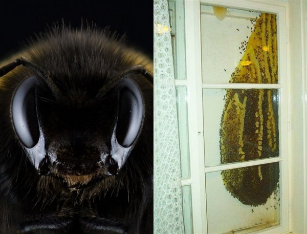 Отопительный сезон и улей в подарок: В Москве пчёлы-мутанты выселили пенсионерку из квартиры