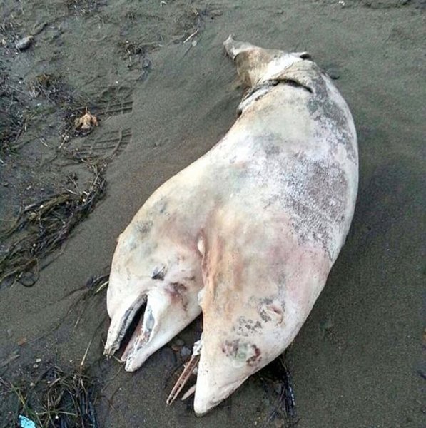 Ядовитое Чёрное море: В Сочи выбросило на берег 2-голового беременного дельфина