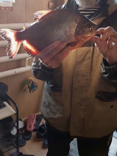 Зуборыл с Нибиру. Рыбу с человеческими зубами поймали в Воронеже
