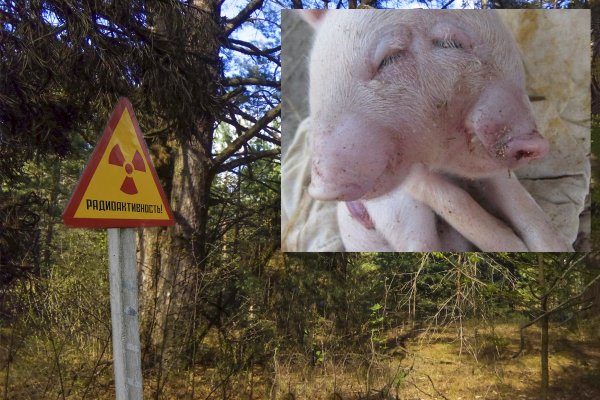 В Чернобыле родился свинорыл – Двухглавое «порося» ошарашило туристов