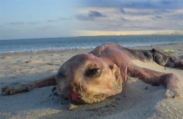 Питомец нордов: Древнего «пса» выбросило из Карского моря