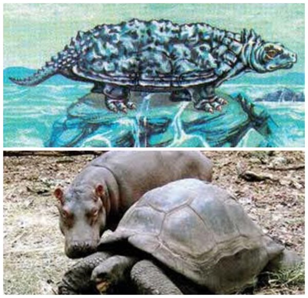 20-метровая черепаха с островом на спине всплыла в Тихом океане